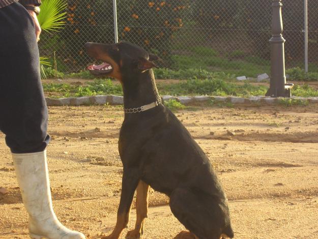 doberman pedigree campeones a precios de crisis 300€