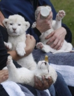 formación bebés león blanco cubo para la venta. - mejor precio | unprecio.es