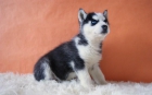 HUSKY SIBERIANOS CACHORROS DE CALIDAD LISTOS PARA ENTREGAR - mejor precio | unprecio.es