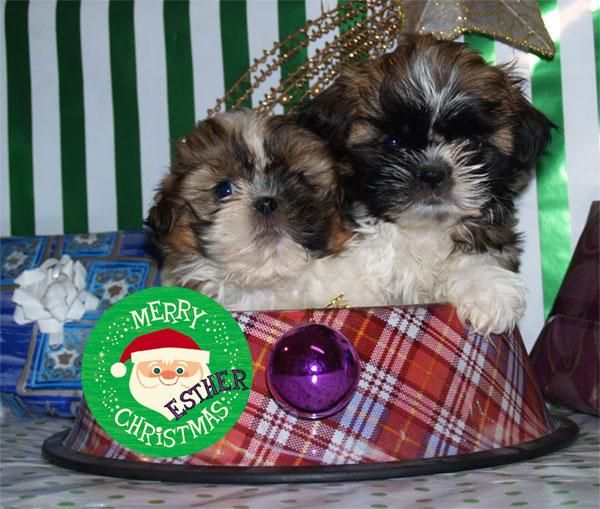 Regala un shih-tzu, acertarás seguro