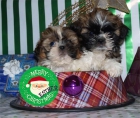 Regala un shih-tzu, acertarás seguro - mejor precio | unprecio.es