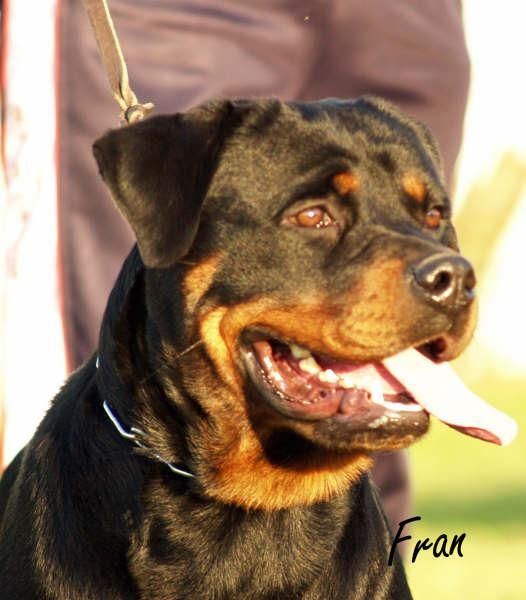 ROTTWEILER ARSUR