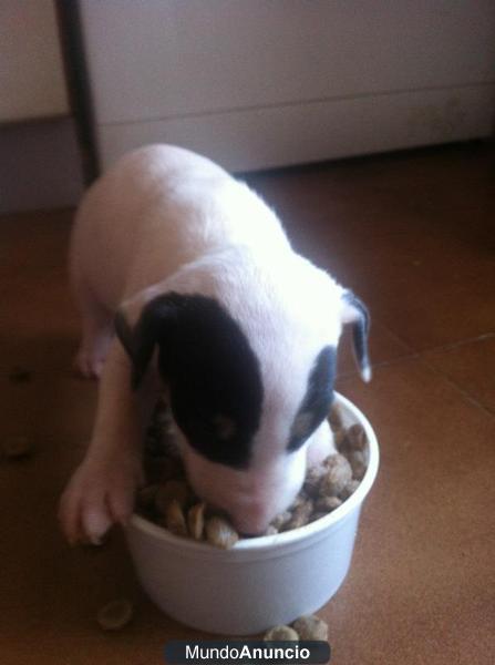 vendo cachorro bull terrier