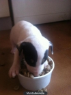 vendo cachorro bull terrier - mejor precio | unprecio.es