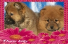 Vendo estupendos Chow-chow, pura raza - mejor precio | unprecio.es
