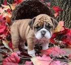 2 cachorros de bulldog - mejor precio | unprecio.es