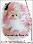 Cachorritos de pomerania, caniches toys y mini toy en todos los colores - mejor precio | unprecio.es