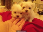 camada de bichon maltes - mejor precio | unprecio.es