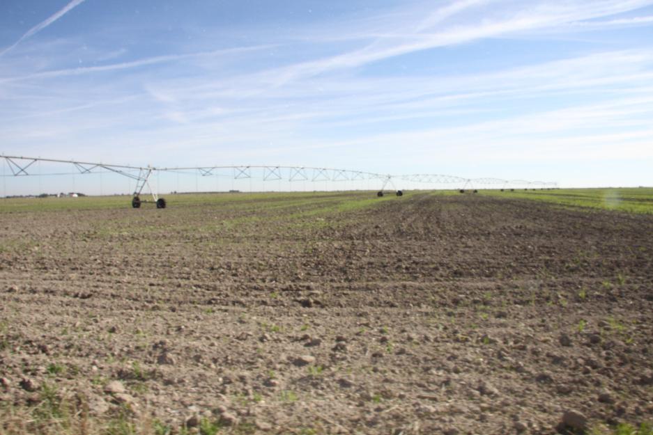 Finca  de regadio  420 has en ciudad real . oportunidad de inversion