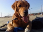 Golden Retriever busca novia - mejor precio | unprecio.es