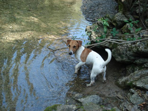 JACK RUSSELL .SE BUSCA. ME LO QUITARON Y ESTAMOS DESTROZADOS
