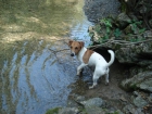 JACK RUSSELL .SE BUSCA. ME LO QUITARON Y ESTAMOS DESTROZADOS - mejor precio | unprecio.es