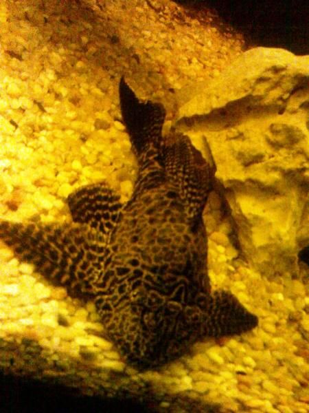 Pez limpiador de fondo (hypostomus plecostomus) 23cm.