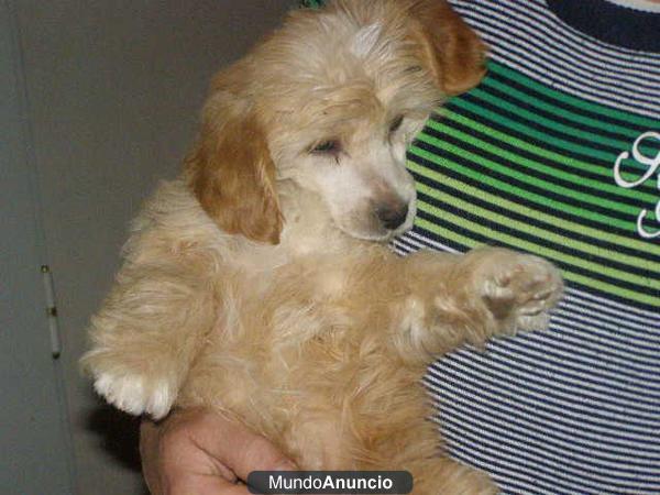 Preciosos cachorros cruce de Caniche 50€