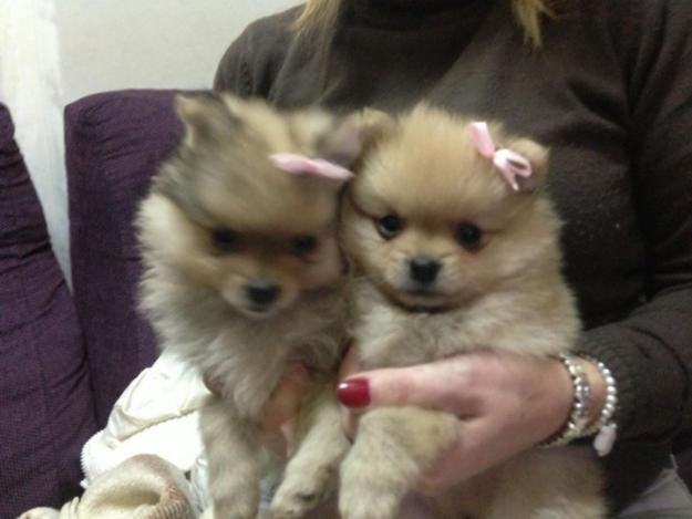 Se vende cachorras lulu pomerania