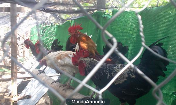 VENDO! Gallos ingleses, gallinas y palomos, 5 euritos la unidad.