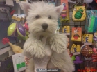 WESTHIGLAND WHITE TERRIER, perros, cachorros, criadero, venta. Rústico, vivaz - mejor precio | unprecio.es