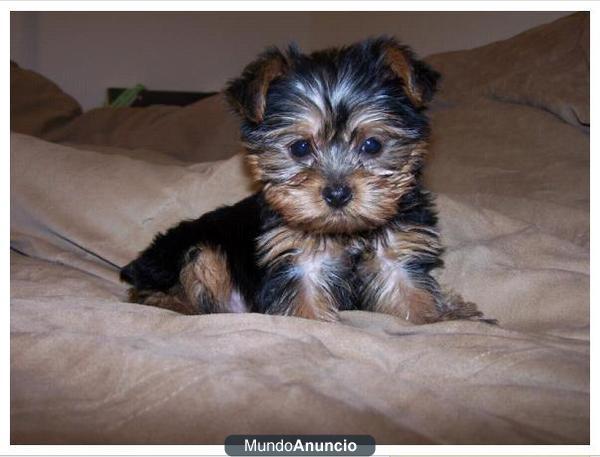 Preciosa taza de té hombres y mujeres Yorkie cachorros !!!