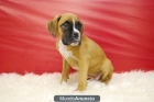 Boxer cachorros nacionales de calidad - mejor precio | unprecio.es