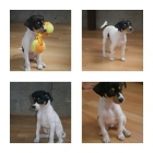 cachorro 2 meses y accesorios - mejor precio | unprecio.es