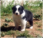 Cachorros de Border Collie Los Baganes - mejor precio | unprecio.es