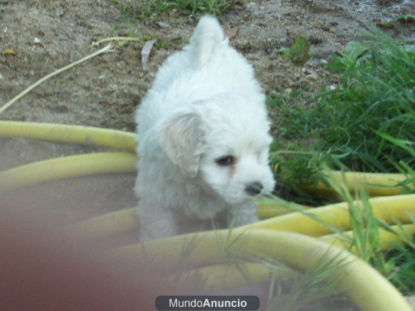 Cachorros listos para su entrega  de Bichon Maltes