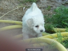 Cachorros listos para su entrega  de Bichon Maltes - mejor precio | unprecio.es