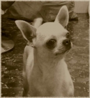 Chihuahua macho para montas - mejor precio | unprecio.es