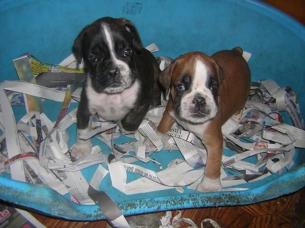 excelentes cachorritos de boxer con pedigree 350e