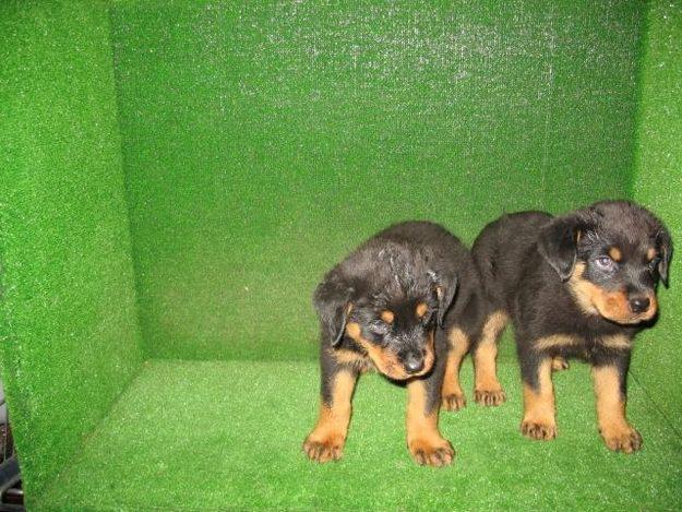 ROTTWEILER HEMBRA