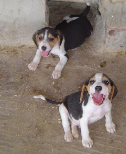 BEAGLE  cachorros  (Lleida)