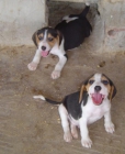 BEAGLE cachorros (Lleida) - mejor precio | unprecio.es