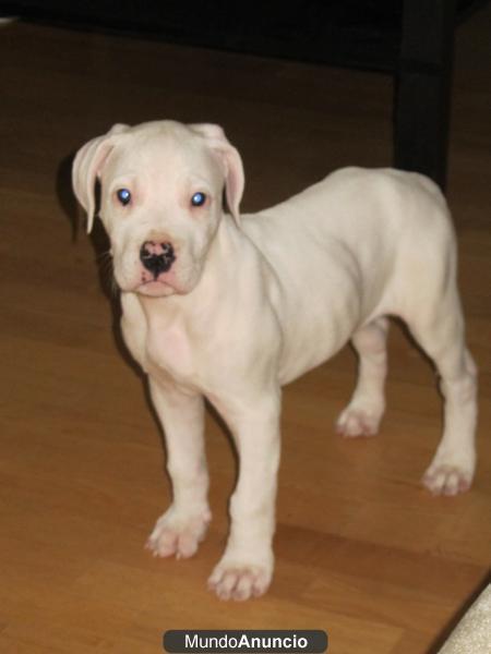 Cachorro Dogo Argentino