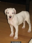 Cachorro Dogo Argentino - mejor precio | unprecio.es