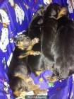 cachorros de doberman de pura raza - mejor precio | unprecio.es