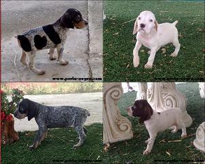 CACHORROS DE PACHON NAVARRO