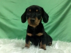 CACHORROS DE TECKEL , DE COLOR NEGRO Y FUEGO - mejor precio | unprecio.es