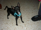 CHIHUAHUA PARA MONTAS - mejor precio | unprecio.es