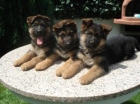 Excelentes cachorros de pastor Aleman - mejor precio | unprecio.es