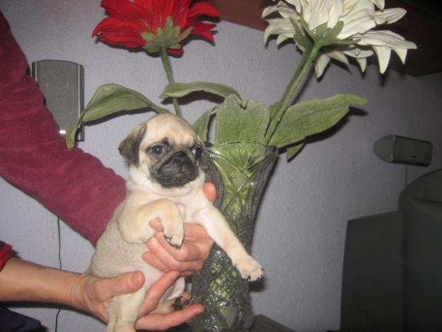 Particular  preciosos cachorros carlino 500e-