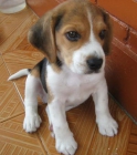 QUIERO COMPRAR UN BEAGLE CON PEDIGRÍ - mejor precio | unprecio.es