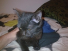 REGALO GATITO NEGRO CACHORRO - mejor precio | unprecio.es