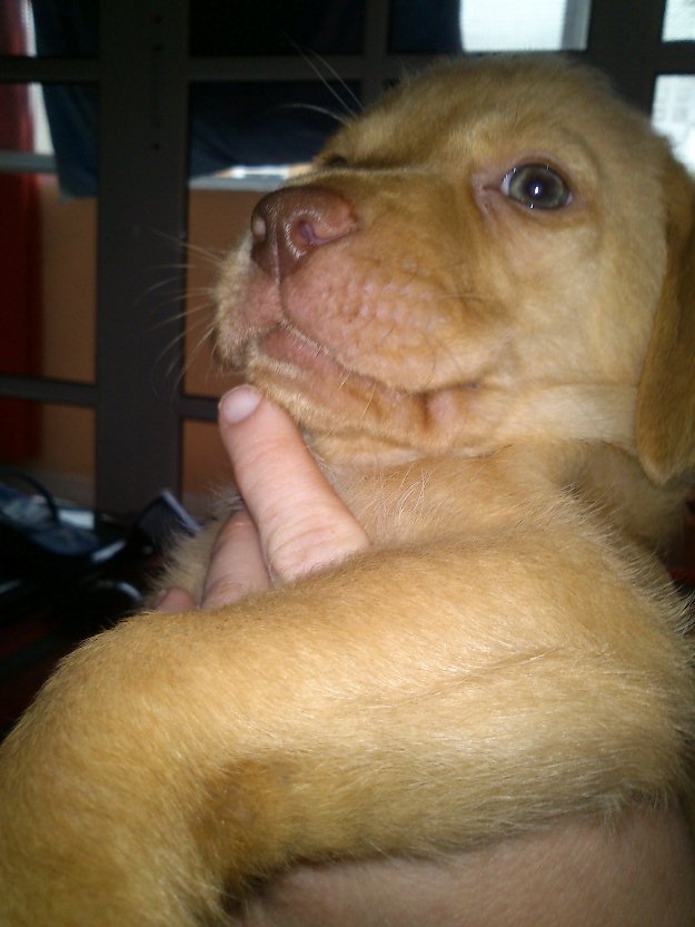 Se vende cachorros de Labradores Retriever