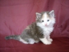 Adorables gatitos bosque de noruega - mejor precio | unprecio.es