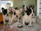 Bulldog Frances cachorros,pedigree 100euro - mejor precio | unprecio.es