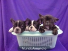 bulldog francesBULLDOG FRANCES, perros, cachorros, criadero, venta. - mejor precio | unprecio.es