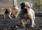 Cachorros Bulldog Americano - mejor precio | unprecio.es