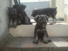 Cachorros Schnauzer Miniatura - mejor precio | unprecio.es