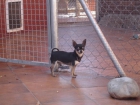 chihuahua macho joven semental - mejor precio | unprecio.es