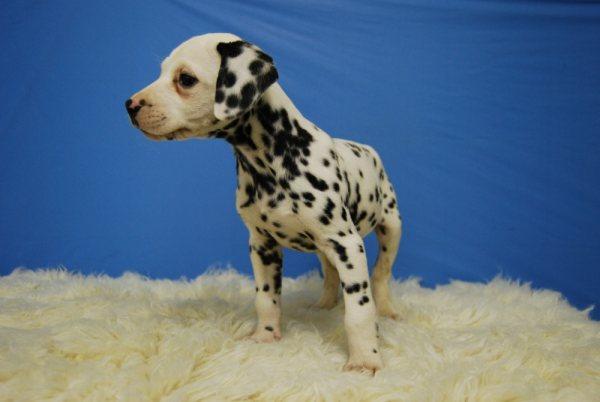 DALMATA EJEMPLARES DE CALIDAD GARANTIA DE COMPROMISO